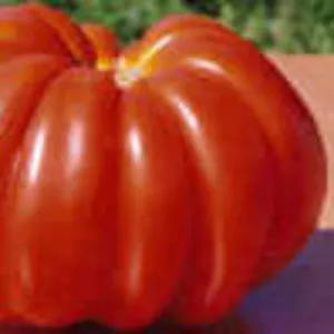 Семена томатов. 330 сортов. Перец-40 сортов.