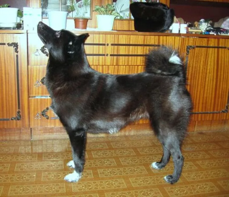Продам щенка русско-европейской лайки 